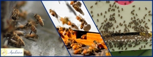 Evaluarea familiilor de albine la urdinis